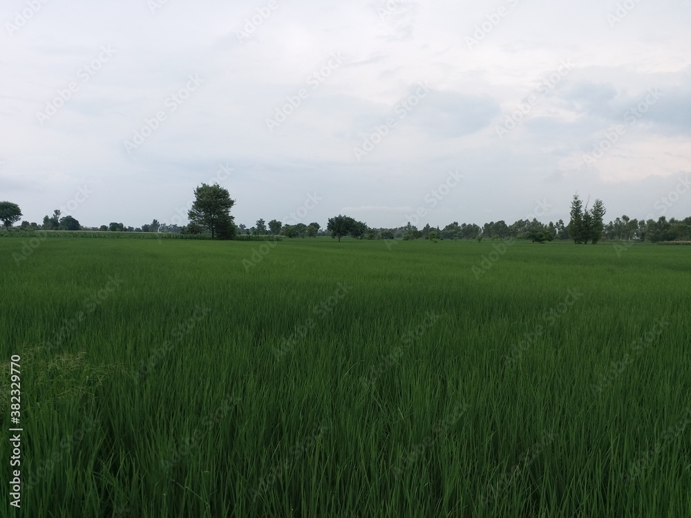 green field of rice crop and blue sky