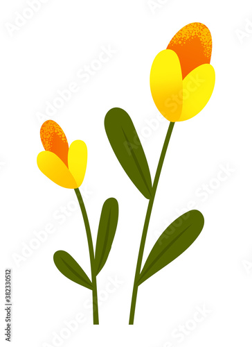 Yellow tulips spring garden flowers isolated on white. Symbol of holiday international womens day flat illustration, Bouquet for interior decoration. Vector bright fresh decor flora blooming