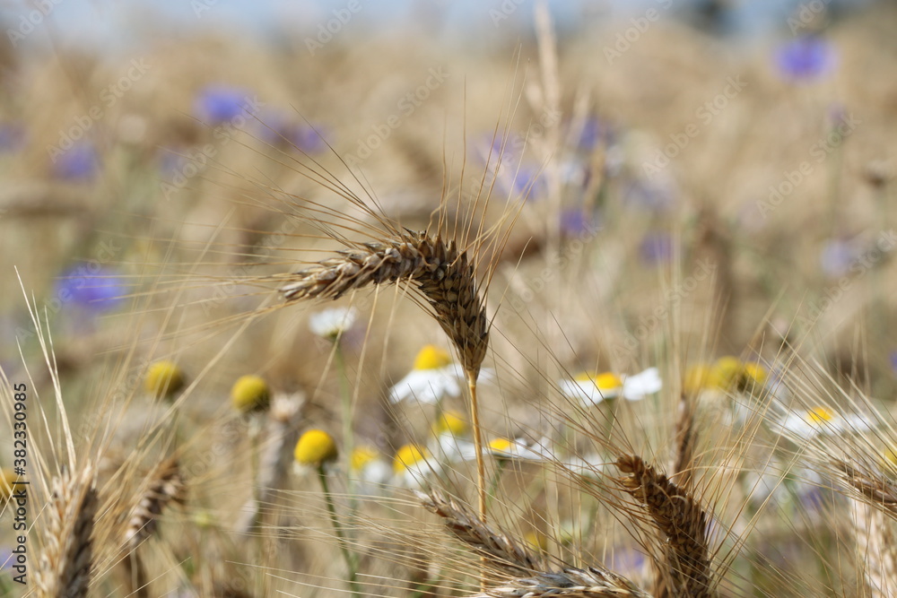 wheat field, close up with cornflowers