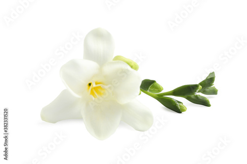 Beautiful tender freesia flowers on white background © New Africa