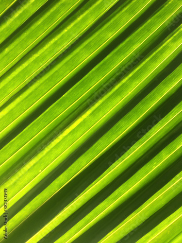 Striped green palm leaves in sunlight.