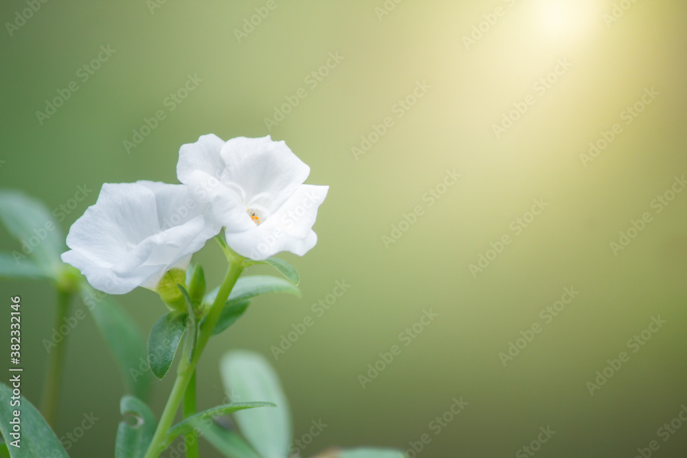 Beautiful white Olerezia Portulaca in the flower garden. Beautiful white Olerezia Portulaca in the flower garden.