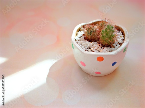 Closeup cactus Cleisto Mammillaria elongata ,copper king cactus plants with sweet color background for card design photo