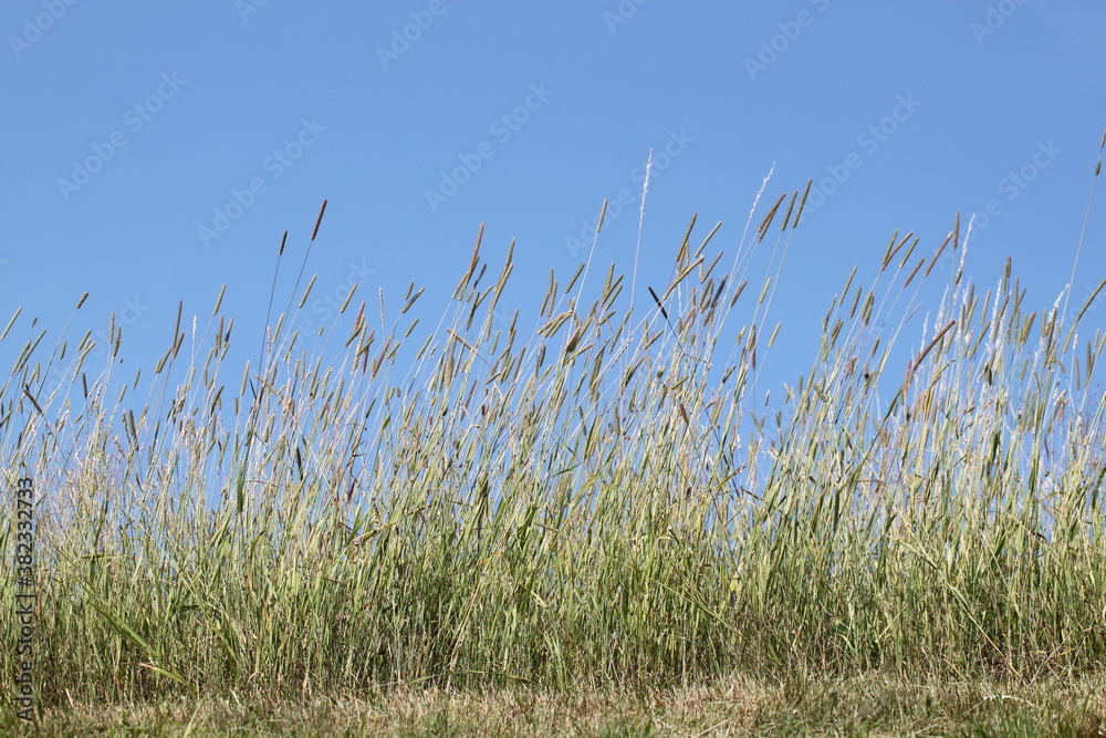 grass field with blue sky background