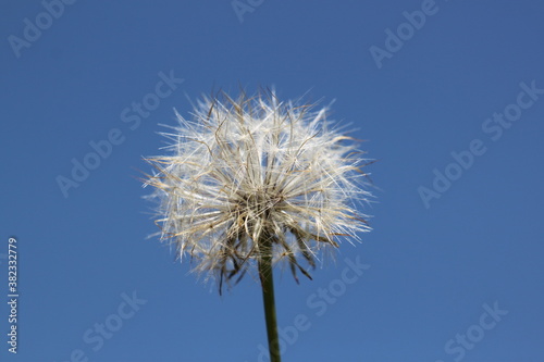 dandelion seeds on blue background