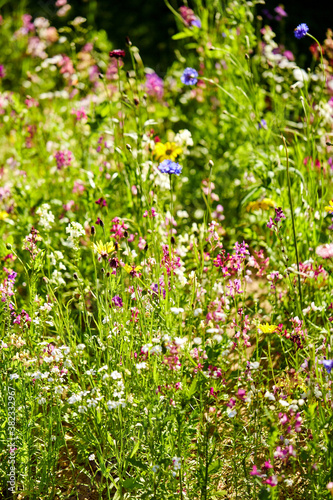 gardening, botany and flora concept - beautiful field flowers in summer garden