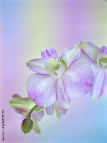 Closeup macro white purple cooktown orchid  Dendrobium bigibbum orchid flower with colorful pastel color and soft focus on blurred background  sweet color for card design