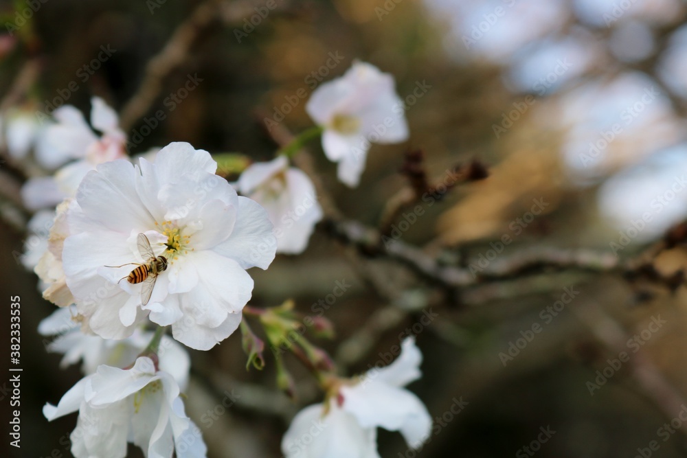 花 秋に咲いていたさくら 風情 風景 花 秋に咲いていたさくら 風情 風景