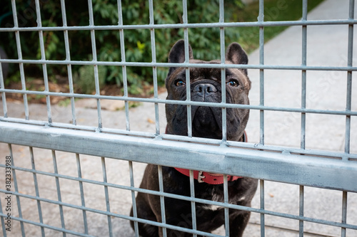 French Bulldog behind Fence © Max Pelikan