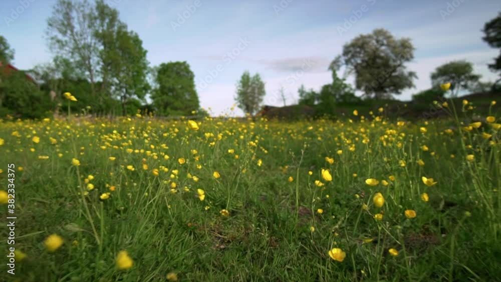 Summer field with yellow flowers on a sunny day. Green grass, nature and trees under blue sky. Low angle under blossom bloom flower Walking gimbal slow motion shot with shallow depth of field