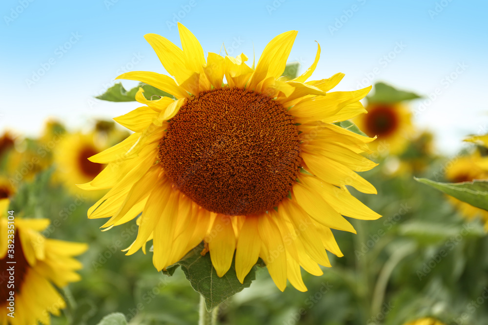Field of yellow sunflowers on summer day, closeup Field of yellow sunflowers on summer day, closeup