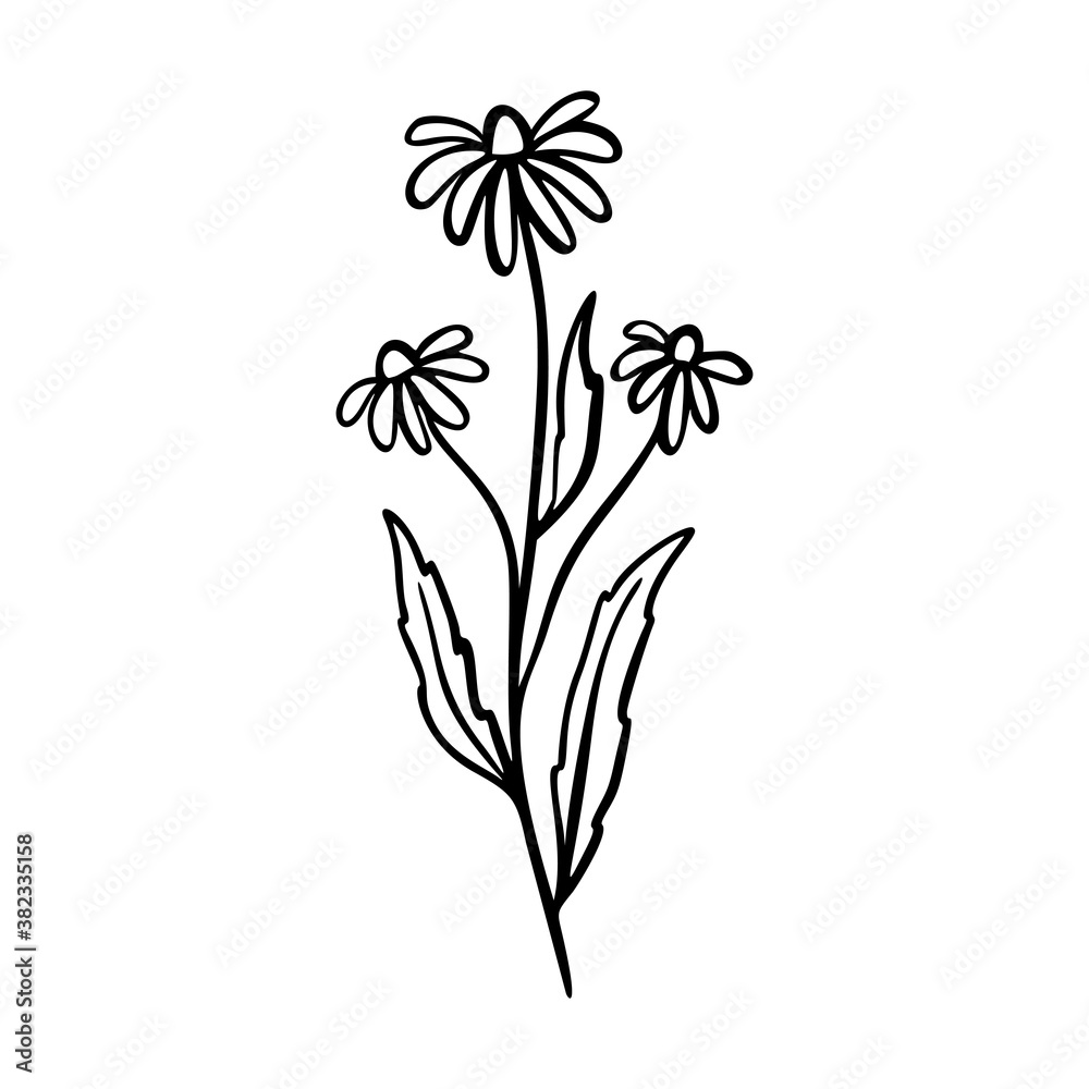 Dangelion outline hand drawn logo element. Herbs doodle botanical icon dangelion for logo.