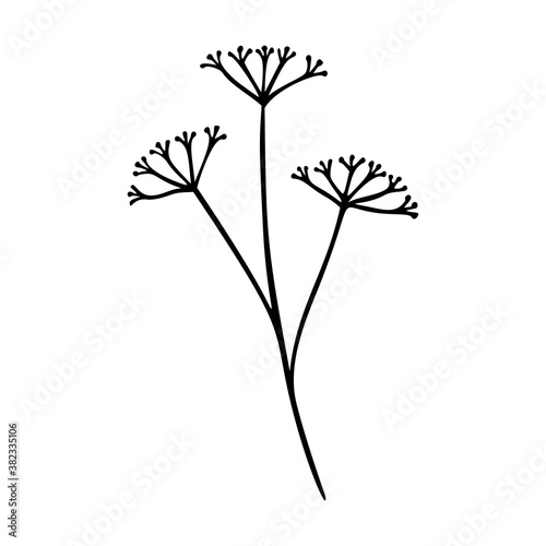 Millefolium, achillea outline hand drawn element. Herbs doodle botanical icon for logo. Vector illustration isolated on white background. photo