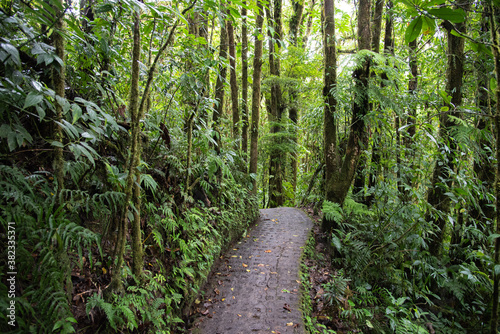 Fototapeta Naklejka Na Ścianę i Meble -  Monteverde Cloud Forest, Costa Rica, cloudy jungle trail path through the overgrown wet and moist green Rainforest