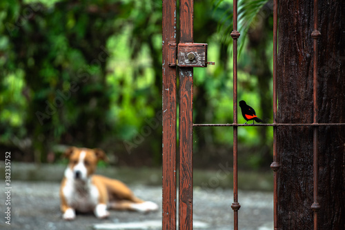 Cheeky funny bird provokes guarding dog sitting on rusty iron gate Cherrie's tanager Ramphocelus passerinii costaricensis scarlet rumped tanager red black watching costa rica central america photo