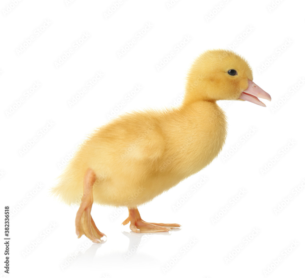 Cute fluffy gosling on white background. Farm animal Cute fluffy gosling on white background. Farm animal