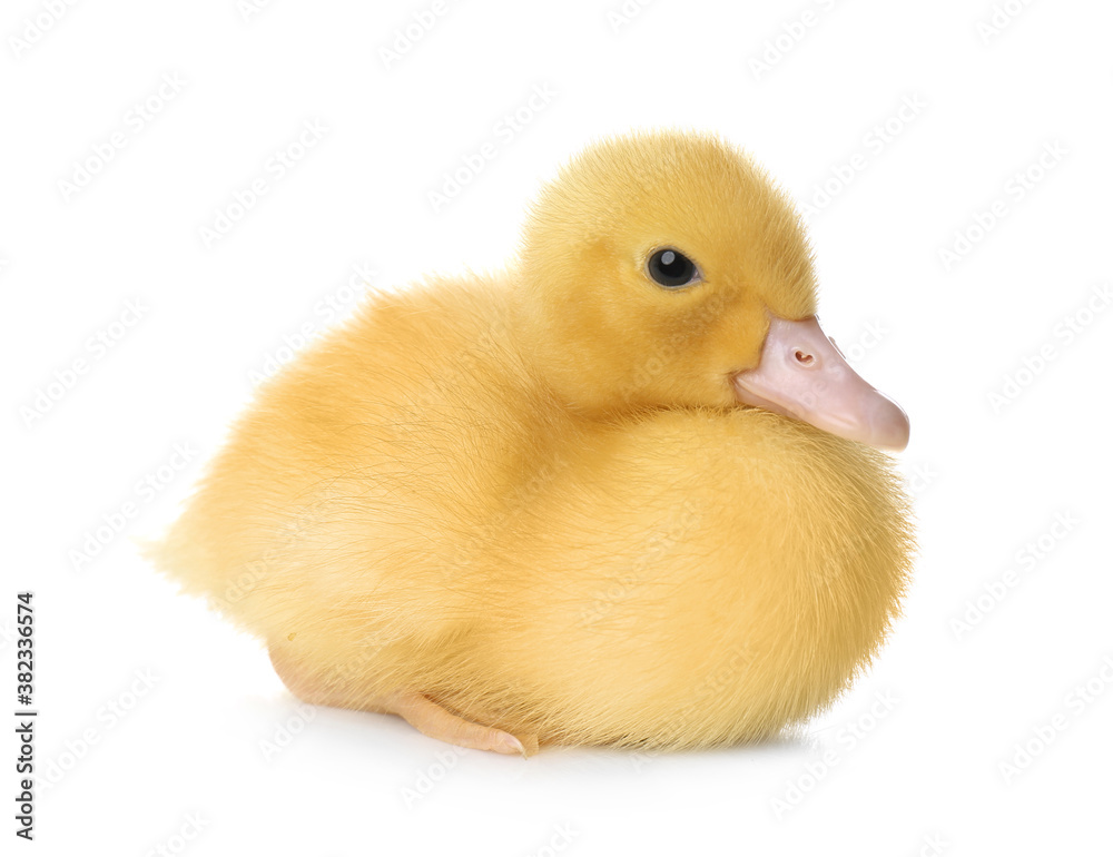 Cute fluffy gosling on white background. Farm animal Cute fluffy gosling on white background. Farm animal