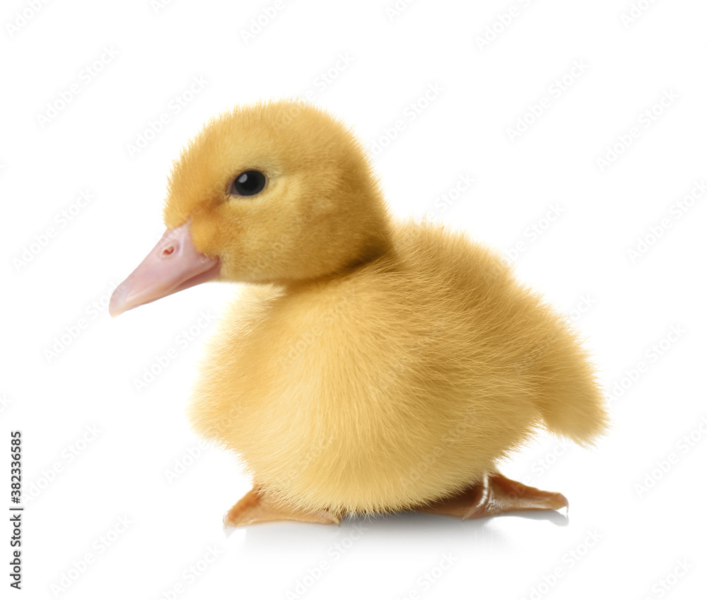 Cute fluffy gosling on white background. Farm animal Cute fluffy gosling on white background. Farm animal