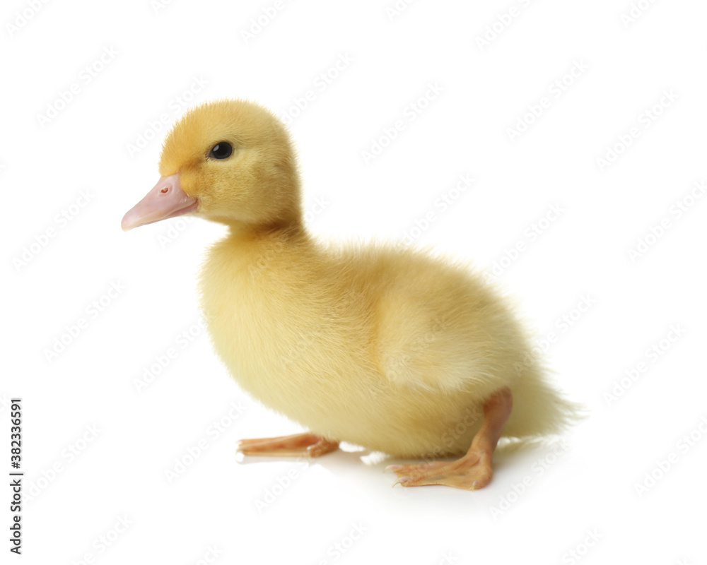 Cute fluffy gosling on white background. Farm animal