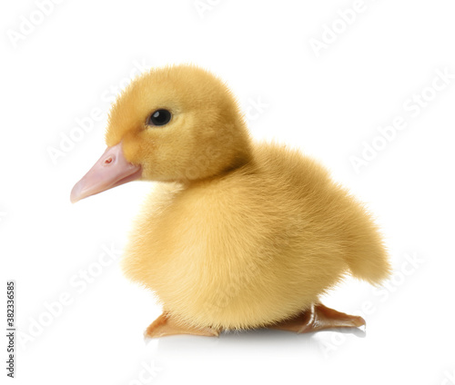 Cute fluffy gosling on white background. Farm animal