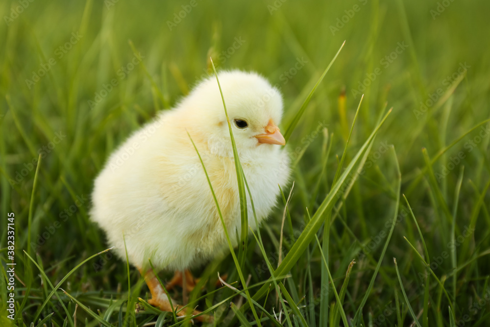 Cute fluffy baby chicken on green grass, closeup. Farm animal