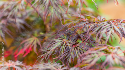 Details of a branch of the tree, Acer palmatum, where you can see the raindrops on the incredible colors of the leaves, from red, violet to green.