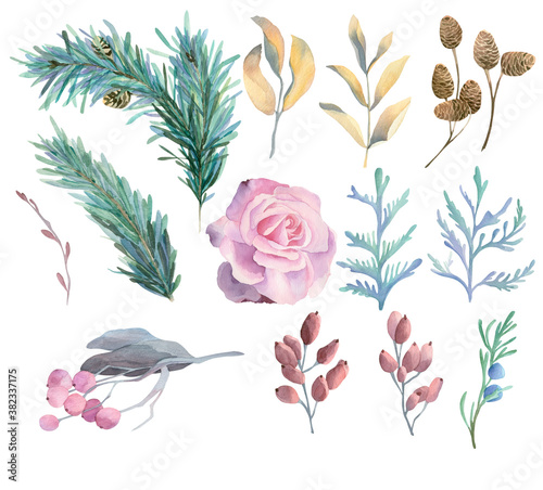 Set of watercolor winter nature elements: fir, pine branch, leaf, winter rose, cones © filipok1988