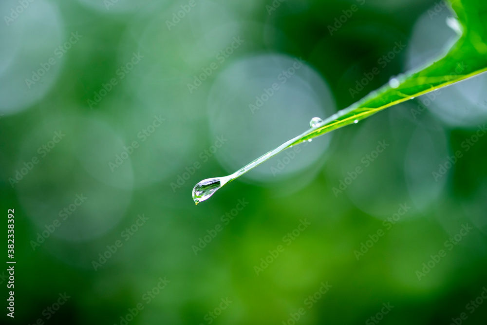 water drop on leaf background.