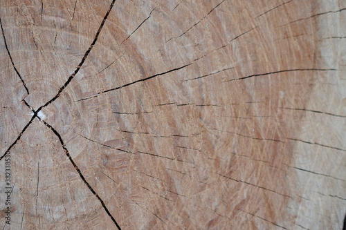 wood close up for background.