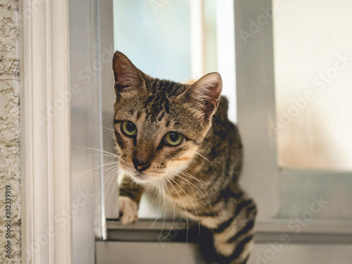 A cat is caught trying to sneak into the house. photo