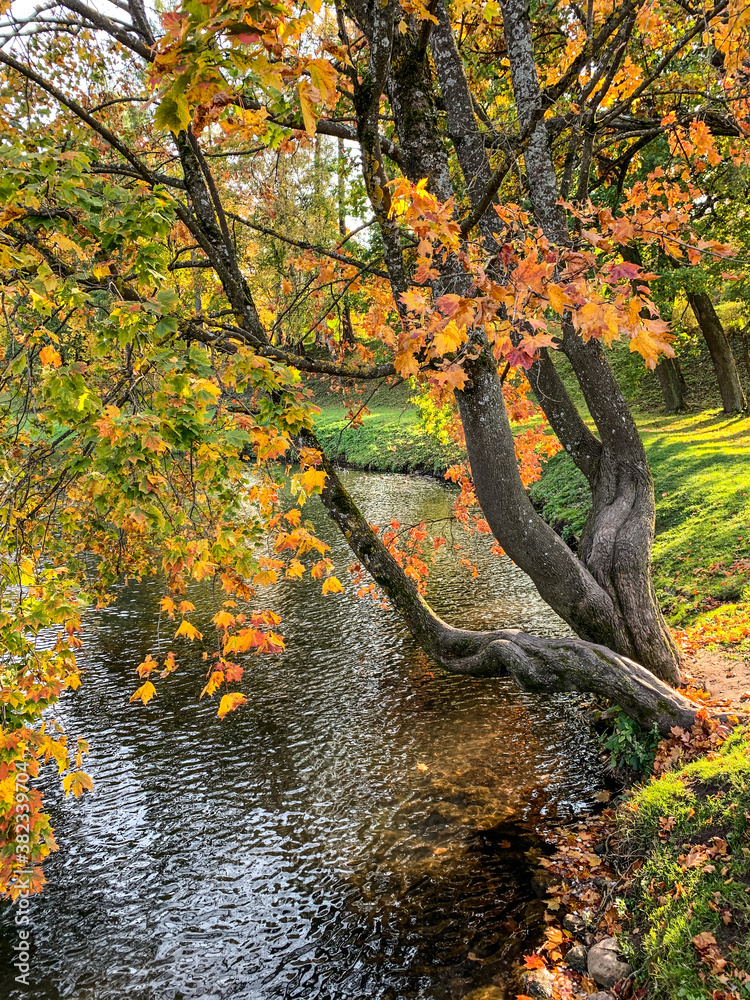 Beautiful colorful autumn trees on the pond