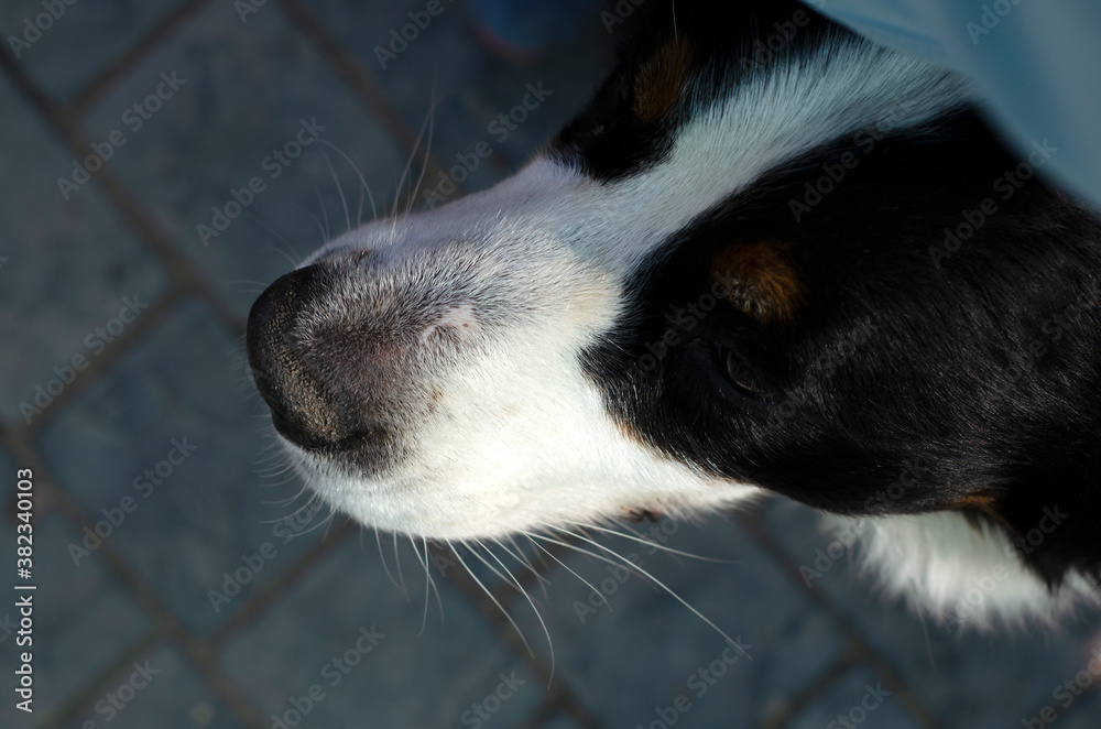 Top view of an 11 year old Bernese Mountain Dog breed. Top view of an 11 year old Bernese Mountain Dog breed.