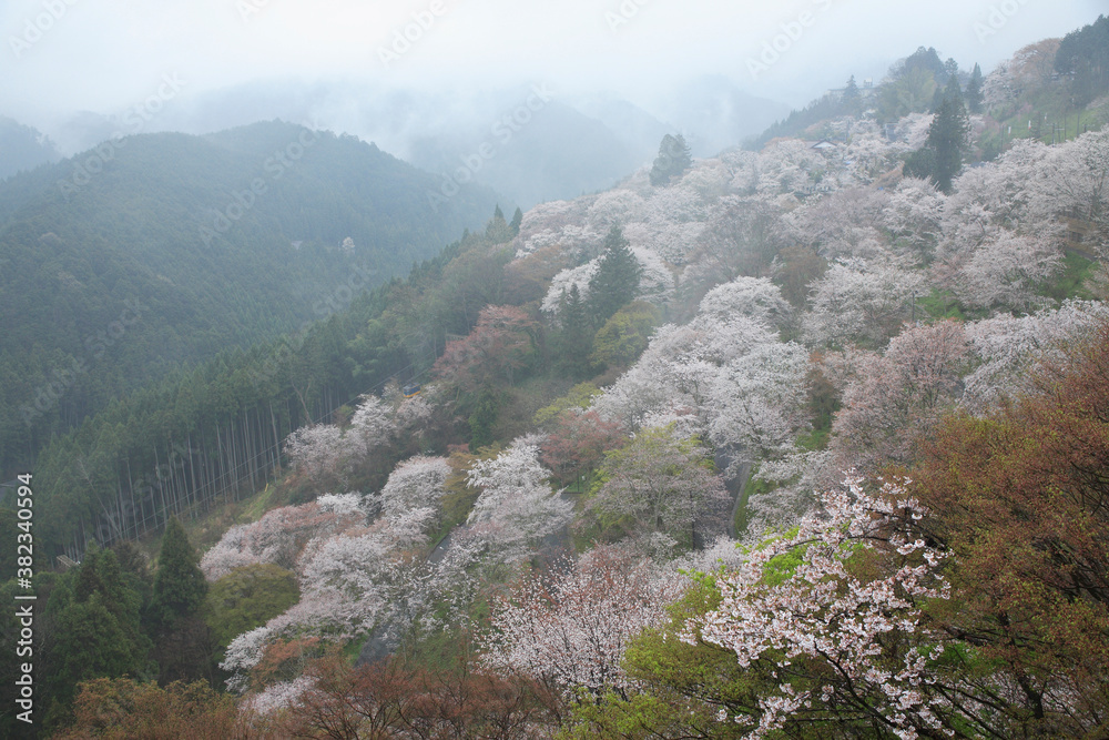 Fototapeta premium 吉野山の桜