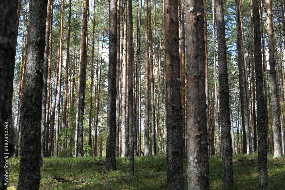 Pine forest in autumn. The sun shines through the trees Pine forest in autumn. The sun shines through the trees
