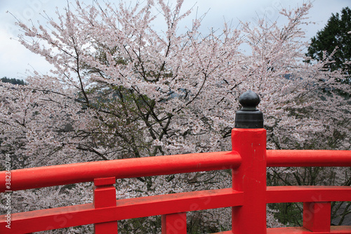 吉野山の桜と赤橋
