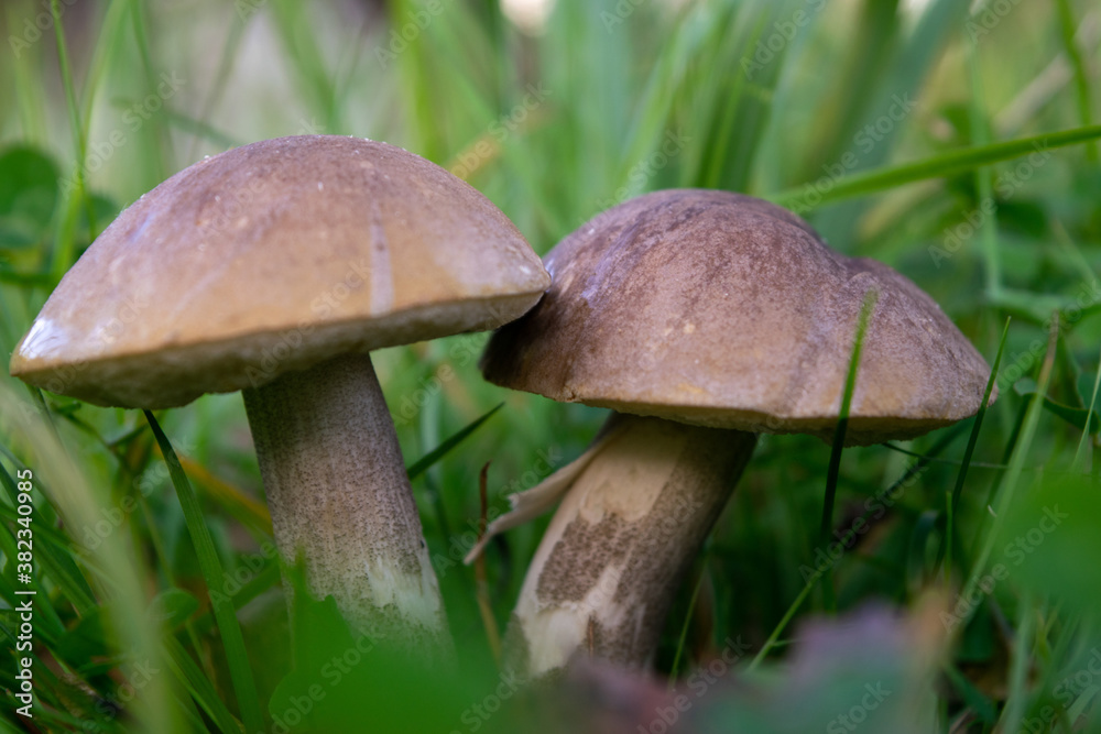 Young boletus mushrooms in green grass, close-up, selective focus. Autumn harvest, gifts of nature. Young boletus mushrooms in green grass, close-up, selective focus. Autumn harvest, gifts of nature.