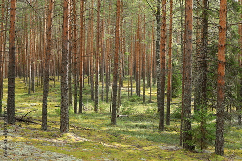 Pine forest in autumn. The sun shines through the trees