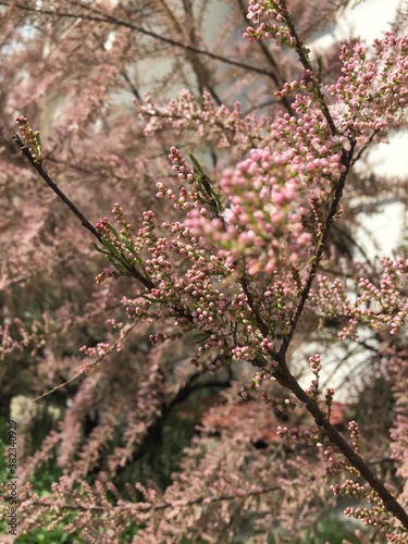 pink cherry blossom