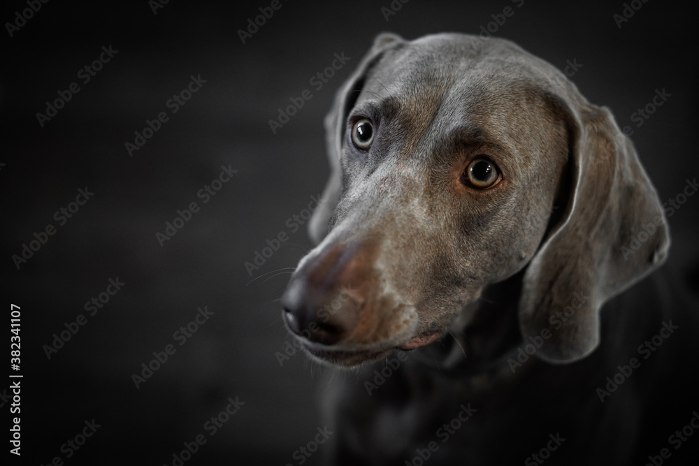 custom made wallpaper toronto digitalPortrait of a young female Weimar dog on a grey background.