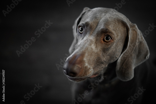 Wallpaper Mural Portrait of a young female Weimar dog on a grey background. Torontodigital.ca