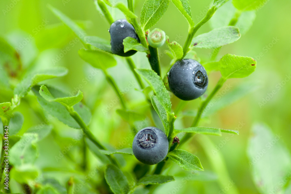 Ripe blueberries growing in an old and beautiful forest.
Ripe blueberries growing in an old and beautiful forest.