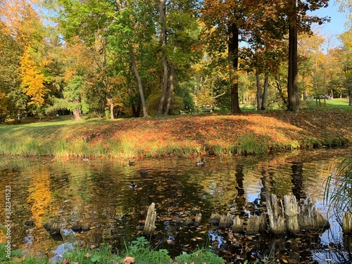 Fototapeta Naklejka Na Ścianę i Meble -  Pond with ducks, autumn trees, golden leaves