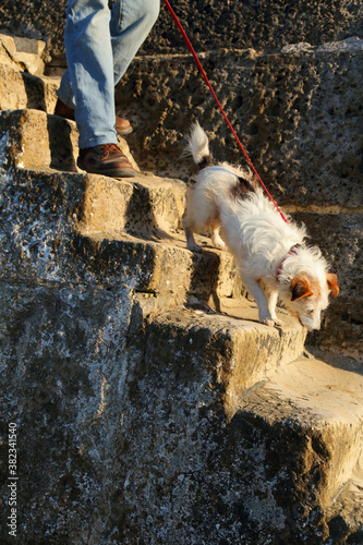Man walking dog on the stone stairs in Lyme Regis, Dorset