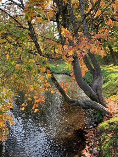 Beautiful maple autumn tree on the pond
