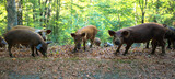 Freilaufende Schweine in natürlicher Umgebung, Korsika Frankreich 