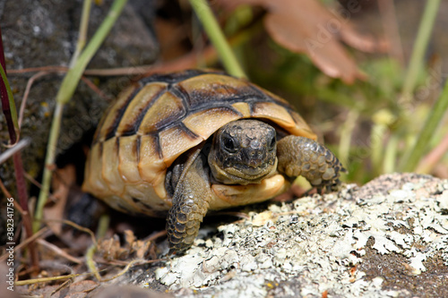 Spur-thighed tortoise, Greek tortoise / Maurische Landschildkröte (Testudo graeca) aus Thrakien, Griechenland (Jungtier) photo