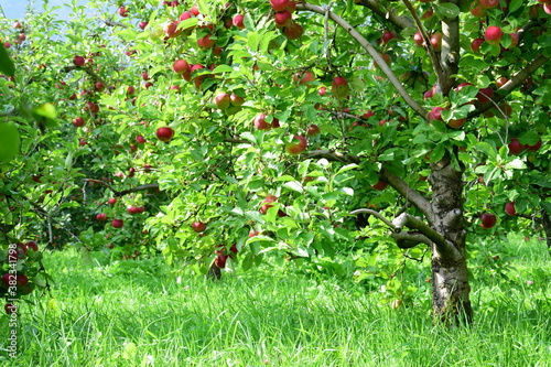 Apfelbaum mit roten Äpfeln, Apfelernte in Südtirol
