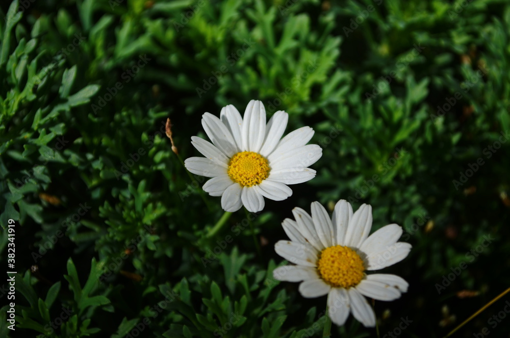 Chamomile flowers field wide background in sun light. Summer Daisies. Beautiful nature scene with blooming medical chamomilles.
