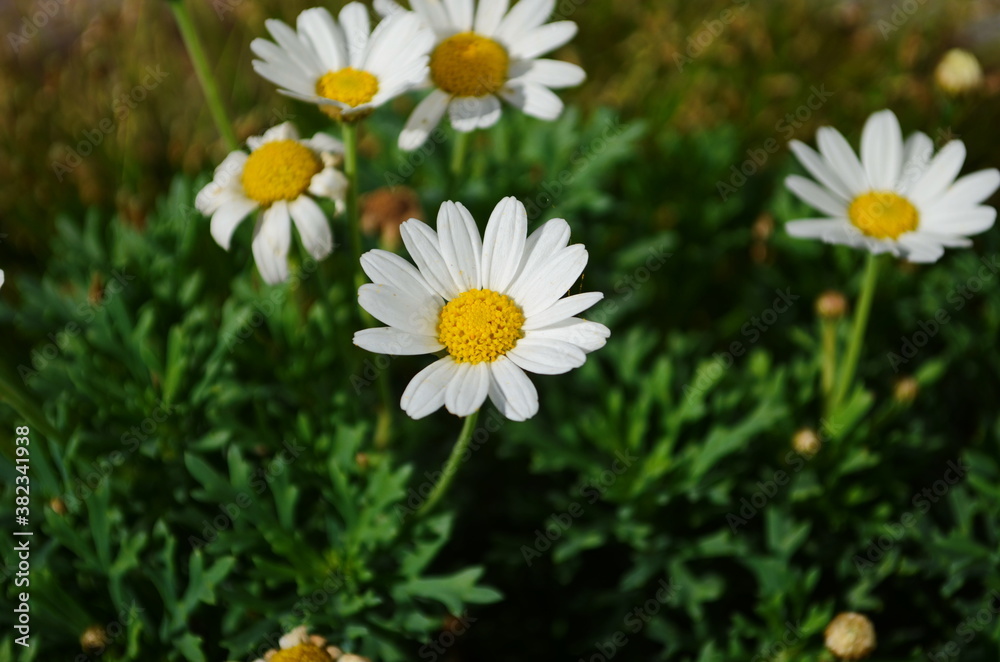 Chamomile flowers field wide background in sun light. Summer Daisies. Beautiful nature scene with blooming medical chamomilles.