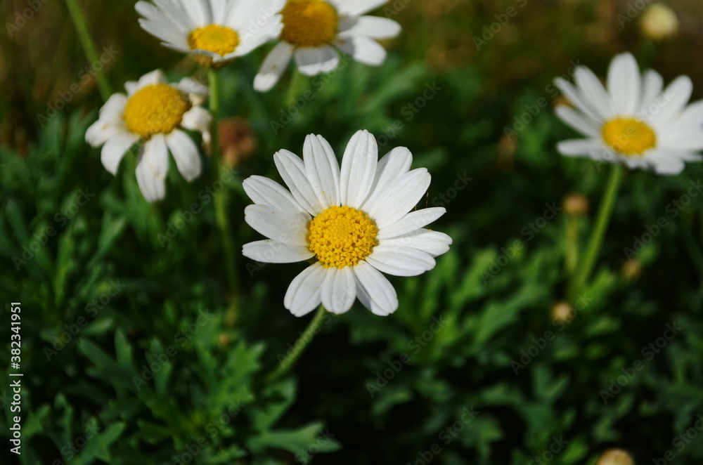 Chamomile flowers field wide background in sun light. Summer Daisies. Beautiful nature scene with blooming medical chamomilles. Chamomile flowers field wide background in sun light. Summer Daisies. Beautiful nature scene with blooming medical chamomilles.